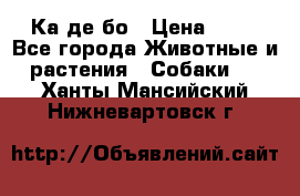 Ка де бо › Цена ­ 25 - Все города Животные и растения » Собаки   . Ханты-Мансийский,Нижневартовск г.